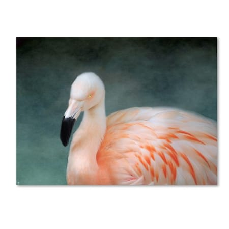 Jai Johnson 'Pink Flamingo 3' Canvas Art,24x32